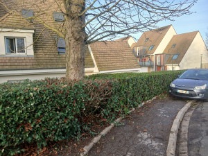 Photo de galerie - Photos après taille 

