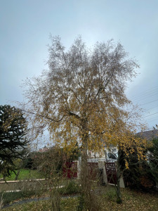 Photo de galerie - Elagage et coupe d'arbres