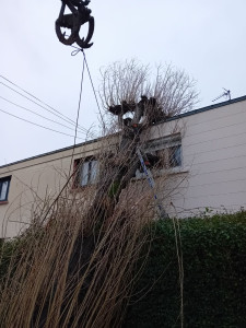 Photo de galerie - Nous somme intervenu en urgence pour un arbre tombé sur une toiture 