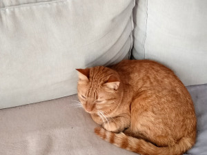 Photo de galerie - Voici une photo de mon chat