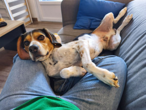 Photo de galerie - Garde animaux