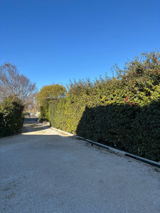 Photo de galerie - Taille de haies et d'arbustes