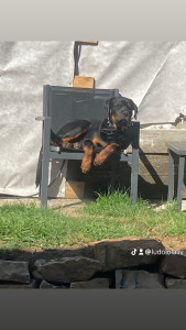 Photo de galerie - Home sitting - Accueil - Gardiennage