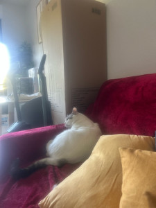 Photo de galerie - Passage Matin et Soir pour m’occuper de Roméo, lui donner à manger, nettoyer la litière et lui tenir compagnie ! 