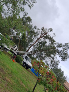 Photo de galerie - Abattage caliptuse