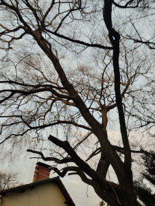 Photo de galerie - élagage d arbres dangereux 