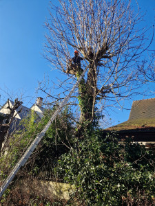 Photo de galerie - Travaux d’élagage