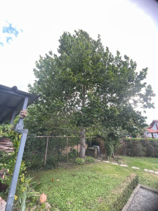 Photo de galerie - Abattage Tulipier 