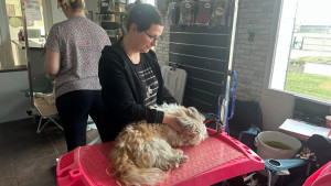 Photo de galerie - Je propose des massages canins et félins de bien être et détente , en plus de promenades pour vos chien ainsi que des visites et gardes à votre domicile pendant vos absences 