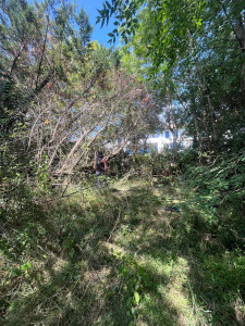 Photo de galerie - Elagage et coupe d'arbres