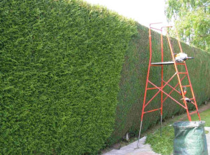 Photo de galerie - Taille haie 