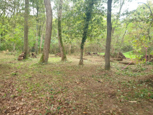 Photo de galerie - Remise en état d'un jardin envahi par les ronces 