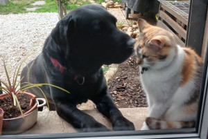 Photo de galerie - Mambo et Puppy