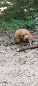 Photo de galerie - Promenade canine
