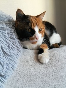 Photo de galerie - Garde chat