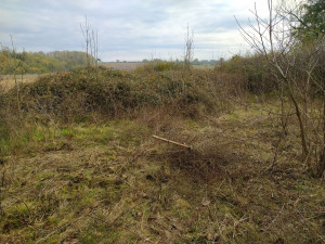 Photo de galerie - Tonte de pelouse - Débroussaillage