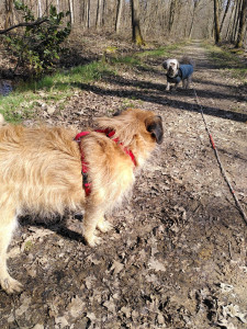 Photo de galerie - Les promenades