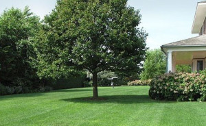 Photo de galerie - Entretien parc et jardin 