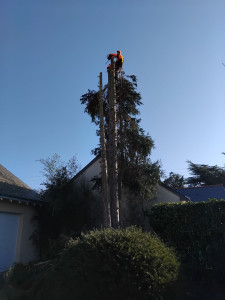 Photo de galerie - Abattage de sapin 