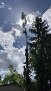 Photo de galerie - Abattage 