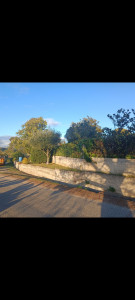 Photo de galerie - Taille de haie