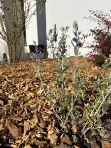 Photo de galerie - Paysagiste - Aménagement du jardin
