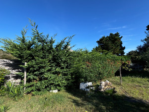 Photo de galerie - Taillage d’une haie en cours 