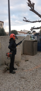 Photo de galerie - Elagage et coupe d'arbres