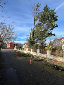 Photo de galerie - Démontage d'un cyprès déperrissant