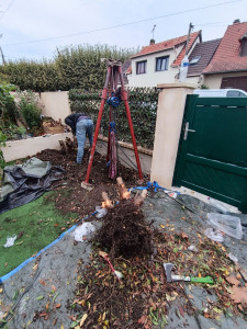 Photo de galerie - Deracinage d'arbre 