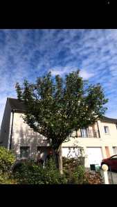 Photo de galerie - Après taille d’un cerisier 