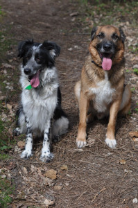 Photo de galerie - Garde et soins d'animaux, chiens, chats, chevaux, chèvres, vaches, brebis....