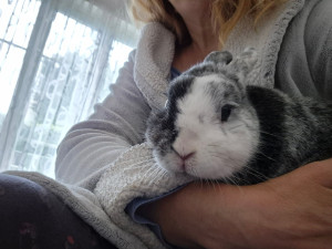 Photo de galerie - Butter notre lapine 8 ans