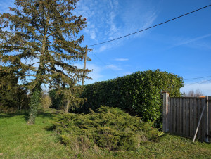 Photo de galerie - Rabattage haie de lauriers 