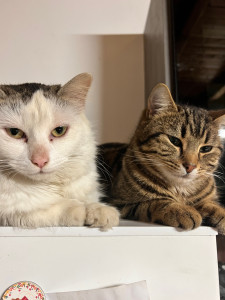 Photo de galerie - Garde de 2 chats ? 