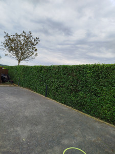 Photo de galerie - Taillage de  haie avec évacuation.