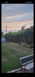 Photo de galerie - élagage hais ( voir deuxième photo)