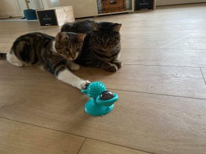 Photo de galerie - Garde chat