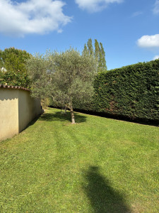 Photo de galerie - Tonte terrain 3000m2 et taille haie cyprès 