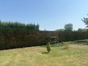 Photo de galerie - Taille de haie 