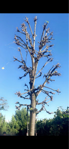 Photo de galerie - Elagage et coupe d'arbres