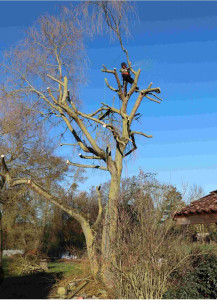 Photo de galerie - Élagage, chez un client