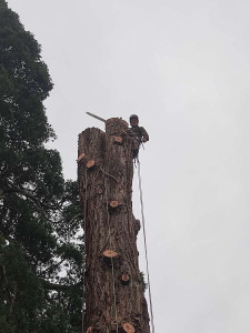 Photo de galerie - Abattage par démontage d’un séquoia géant 