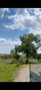 Photo de galerie - élagage,abattage d arbre 