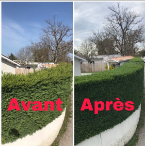 Photo de galerie - Taille de haies et d'arbustes