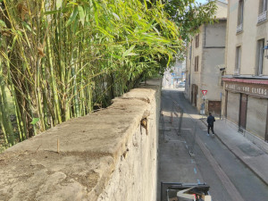 Photo de galerie - Elagage et coupe d'arbres