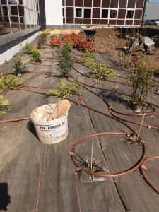 Photo de galerie - Massifs goûte à goutte 
