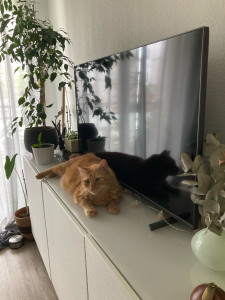 Photo de galerie - Garde chat