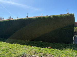 Photo de galerie - Taille de haie