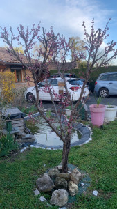 Photo de galerie - Création d'un bassin